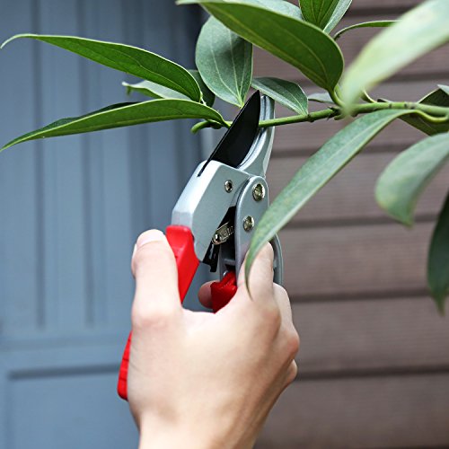 Sharp 8-inch Garden Ratchet Pruning Shears - Hand Pruners - Best Small Secateurs - High Carbon Steel Ultra Sharp Blade Bypass Effortless Cut - Professional Gardening Tools Ratcheting Pruner