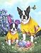 Boston Terrier Spring Bunny-GF