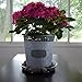 YOUniversal Products Plant Saucers (Pack of 5) - 8” Clear Durable Plant Saucer for Indoor & All-Weather Outdoor Use - Catch Dirt & Water from Plant Pots to Stop Messes & Stains in Your Home & Garden