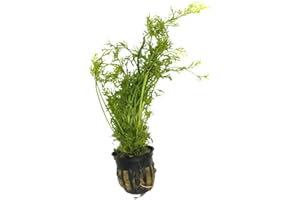 CANTON AQUATICS Water Sprite (Indian Fern) - Easy Care Live Aquatic Plant - Freshwater Aquariums Plant - Stunning Aquarium Decorations - Ideal for Fish Tanks and Aquatic Gardens - Potted