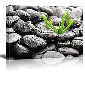 Rain Drops Over Black Rocks and Little Green Plants