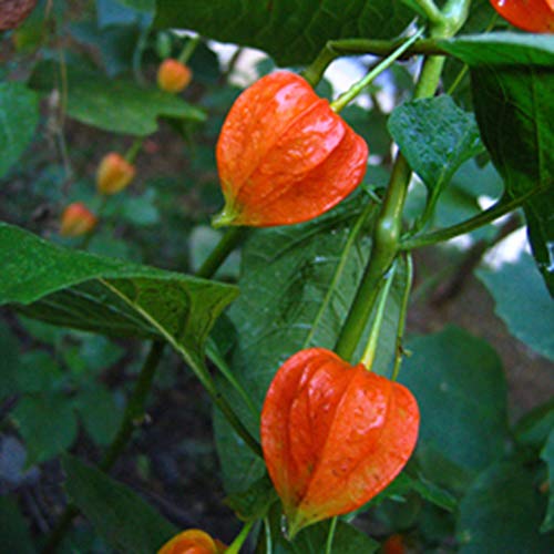 Mggsndi 60Pcs Physalis Alkekengi Seeds Garden Fruit Growing Yard Bonsai Decor Plant - Heirloom Non GMO - Seeds for Planting an Indoor and Outdoor Garden Red Physalis Alkekengi - Thumbnail 3