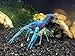 1 Male/Female Pair of Electric Blue Crayfish/Freshwater Lobsters (2-3 inch Young Adults) by Aquatic Arts