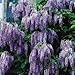 Chinese Species Blue Wisteria-Vine-Tree-Fragrant-Flowering-2 Pack