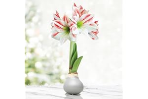 HOLLAND BULB FARMS Frosted Sugar Cookie Amoice Waxed Amaryllis Flower Bulb with Stand, No Water Needed