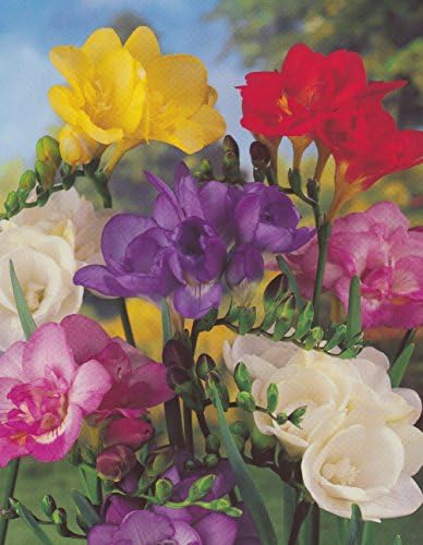 10 FREESIA DOUBLE MIXED COLOUR BULBS FOR BORDER PATIO ROCKERY GARDEN PERENNIAL