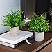 Modern Farmhouse Decor Small Fake Plants (2 Piece Plant Decor 9