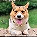 TUOKAY Iced Out Gold Dog Collar Gold Chain for Dog Costume Chain Bling Big Dog Necklace Chain Miami Cuban Necklace for Dog Cat (20mm Thick) (Gold Dog Collar Cuban Chain)