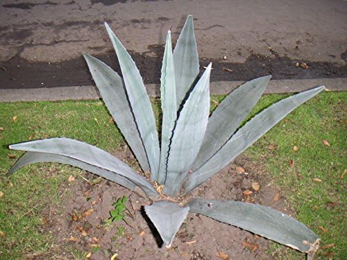 多肉植物 種子 Agave Americana アガベ アメリカーナ 送料無料 新品 アオノリュウゼツラン 種子5粒 並行輸入品 青の竜舌蘭 メキシコ原産の耐寒性ある多肉植物
