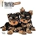 Yorkshire Terrier Puppies 2018 7 x 7 Inch Monthly Mini Wall Calendar, Animals Small Dog Breeds Terrier Puppies