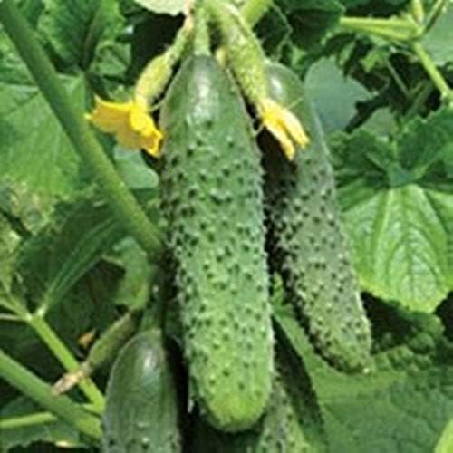 ScoutSeed 30 unids Semillas de Pepino Rusas ricas en conserva ...