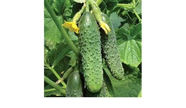 ScoutSeed 30 unids Semillas de Pepino Rusas ricas en conserva ...