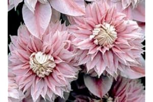 Tribulus Terrestris Grape Plant Seeds (Pack of 25): Seeds Only