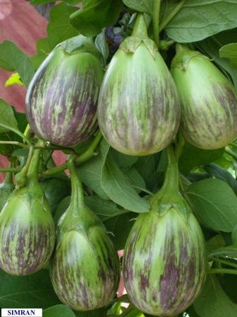 Vajra Seeds Brinjal F1 Hybrid Vegetable Seeds -200 Seeds