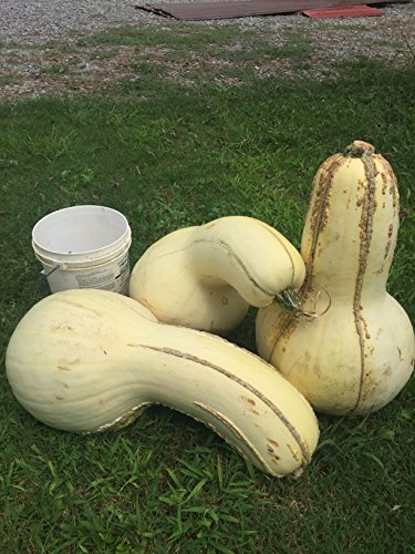 #1338Rare Tennessee Giant White Cushaw Squash (Jonathan)7 Seeds .60 lbs #1338Rare Tennessee Giant White Cushaw Squash (Jonathan)7 Seeds .60 lbs