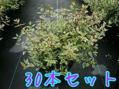 アベリア コンフェッティ 樹高0 2m前後 15cmポット あべりあ こんふぇってぃ