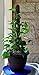 Mosser Lee Sphagnum Moss Pole for Indoor Plants, Monstera Moss Pole, Plant Pole Made in USA - Ideal for Climbing Plants, Enhances Plant Growth & Stability - 12