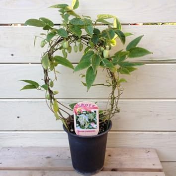 Amazon 冬咲き品種 クレマチス 天使のすず アーチ仕立て お花終わりました 花