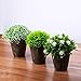 The Bloom Times Fake Plant for Bathroom/Home Decor, Small Artificial Faux Greenery for House Decorations (Potted Plants) Set of 3Pcs