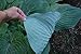 ** 7 GIANT BLUE/GREEN HOSTA SEEDS ** LOW COVERAGE #1075