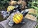 Bo-Toys Solar Powered 2 Baby Turtles on Mama Turtle Outdoor Accent Lighting LED Garden Light Decor