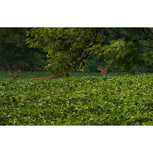 EVOLVED HARVEST Throw & Gro No-Till Forage for Deer - Easy-to-Plant Fast-Growing Food Plot Seeds, 5 Lbs