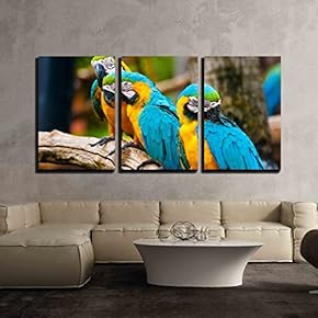 3 Piece Canvas Wall Art - Colorful Macaw - Modern Home Art Stretched and Framed Ready to Hang - 16"x24"x3 Panels
