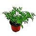 200 Pcs Citronella Plant Seeds Mozzie Buster Sweet Grass Mosquito Repellent for Home Garden