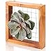 Wall Mount Air Plant Holder – Made from, Sustainably Sourced Wood – Minimalist Style, Visible Wood Grain, Easy-to-Hang Design Wall Decor – Wall Hanging Air Plant Holder