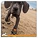 Kurgo Step N’ Strobe Dog Shoes, Water Resistant, Snow Boots, Anti Slip Pet Boots, Dog Shoes for Hot Pavement, Dog Shoes with Lights, Reflective, Set of 4 (Small), Black/Orange (K01354)