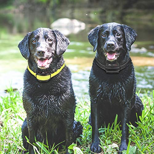 petrainer replacement collar