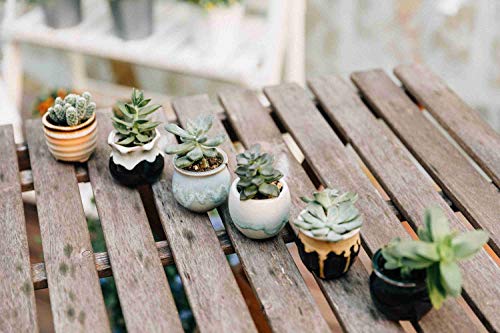 2 T4U+Ceramic+Flowing+succulent+Container