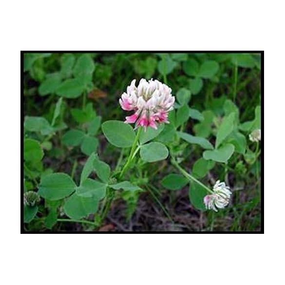 12200+ Alsike Clover Seeds – Heirloom, Non-GMO, Bee-Friendly Wildflower For Zones 3-8