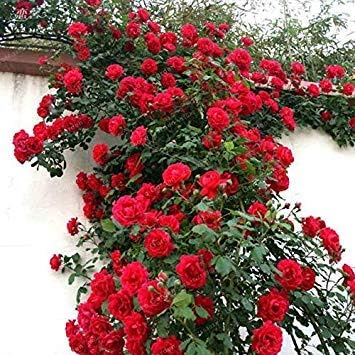 Amazon Co Jp レアクライミングローズ多年生の花の庭の装飾50pcsのフェンスシェッドバラの花semillasデplantasデ フローレス 2 ホーム キッチン