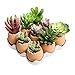 MyGift Succulent Mini Terracotta Plant Pots - Brown Egg Shaped Planters with White Ceramic Tray, Set of 9