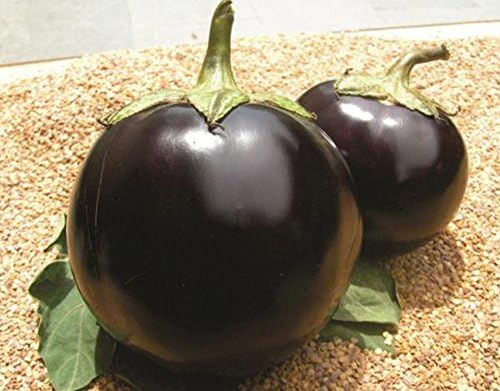AllThatGrows Brinjal Seeds -Set of 100 Seeds