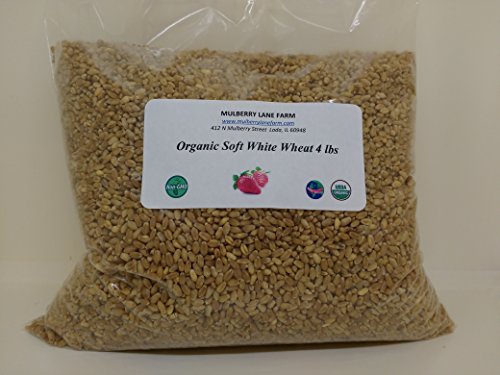 Soft White Wheat Berries 4 lbs (Four Pounds) Kernels, USDA Certified Organic, Non-GMO, BULK.