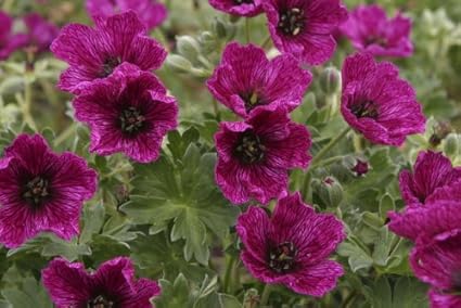 Amazon Com Geranium Seeds Purple Pillow Deep Geranium 50 Seeds