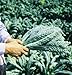 David's Garden Seeds Kale Toscano D2123A (Green) 500 Organic Heirloom Seeds