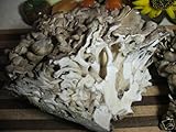 Maitake Mushroom Mycelium Plug Spawn - 100 Count