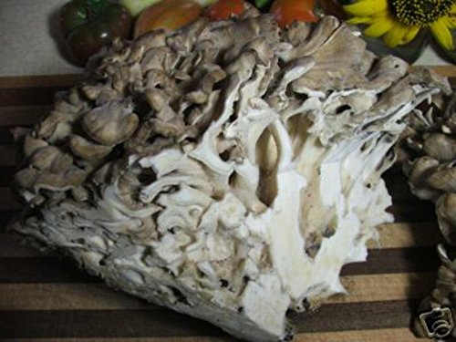 Maitake Mushroom Mycelium Plug Spawn - 100 Count - Grow Gourmet Mushrooms At Home!