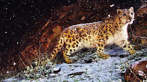 500 puzzles snow leopard walking in snow
