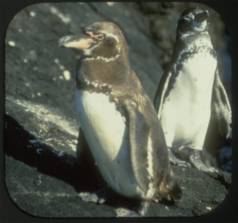 Galapagos - Compatible with View-Master 2 Reel Set - New