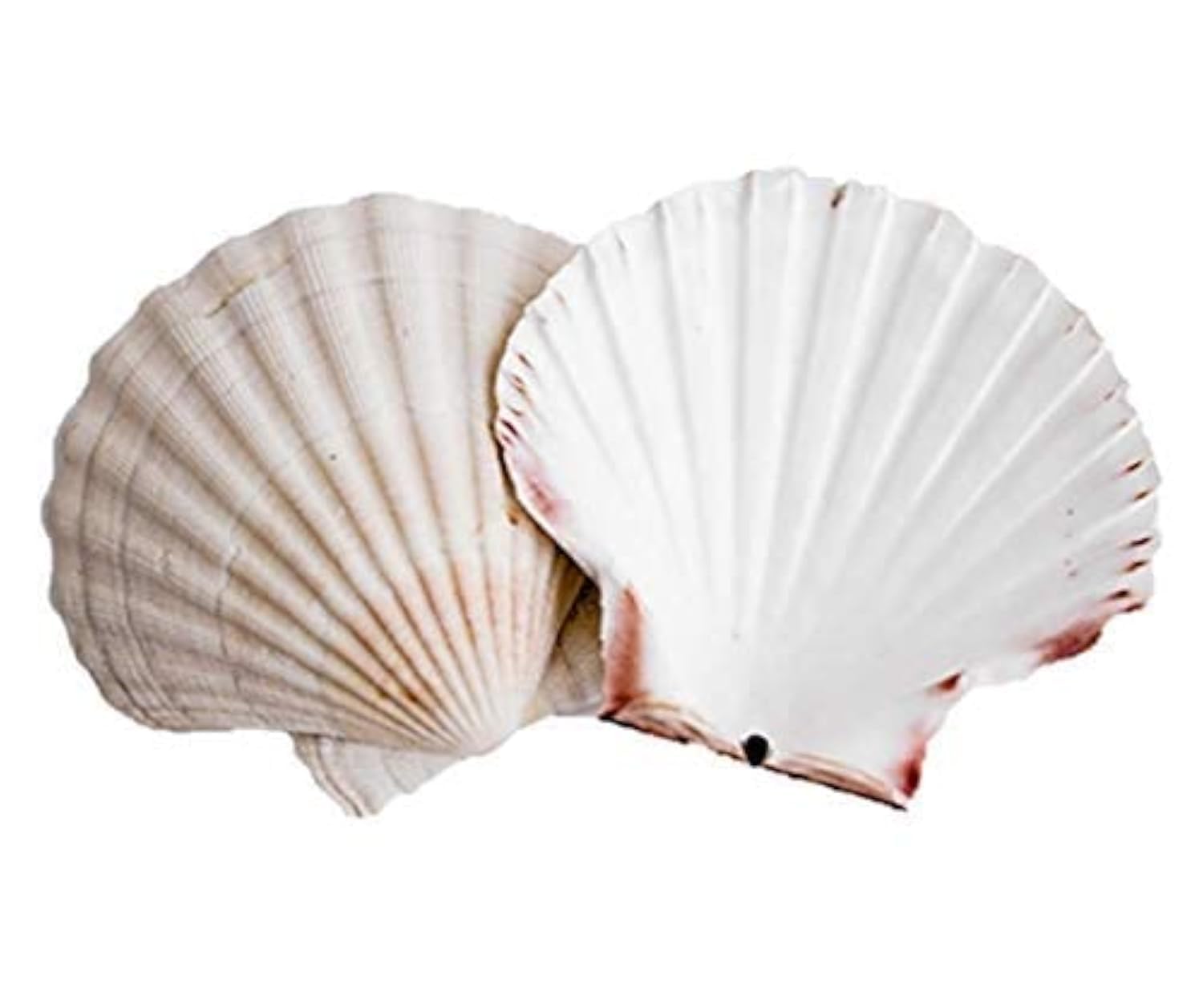 Avalon Cosmetic Packaging Scallop Shells (6 x Large 10-13cm sized Scallop Shell)