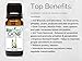 BioFinest Catnip Oil - 100% Pure Catnip Essential Oil - Boost appetite, Detox, Relax Mind - Premium Quality - Therapeutic Grade - Best For Aromatherapy - FREE E-Book (10ml)