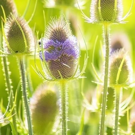 Wilde Karde - Dipsacus Platterbse-Samen