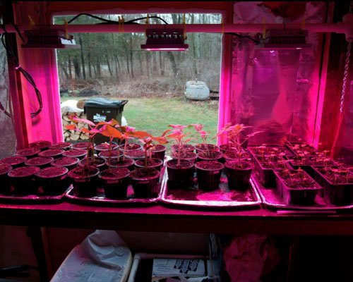 ACKE LED Grow Light Full Spectrum for Hydroponics Grow ...