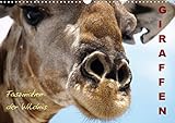 Giraffen - Faszination der Wildnis (Wandkalender 2020 DIN A3 quer): Würdevolle und grazile Tiere in by 