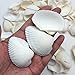 PEPPERLONELY White Ark Clam Sea Shells, 500 Gram Approx. 1 Inch ~ 2-1/4 Inch