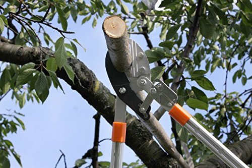 Gartenpaul Teleskop Astschere mit 6-Fach verstellbaren Griffen | Amboss Klingensystem mit Antihaftbeschichtung… – Bild 5